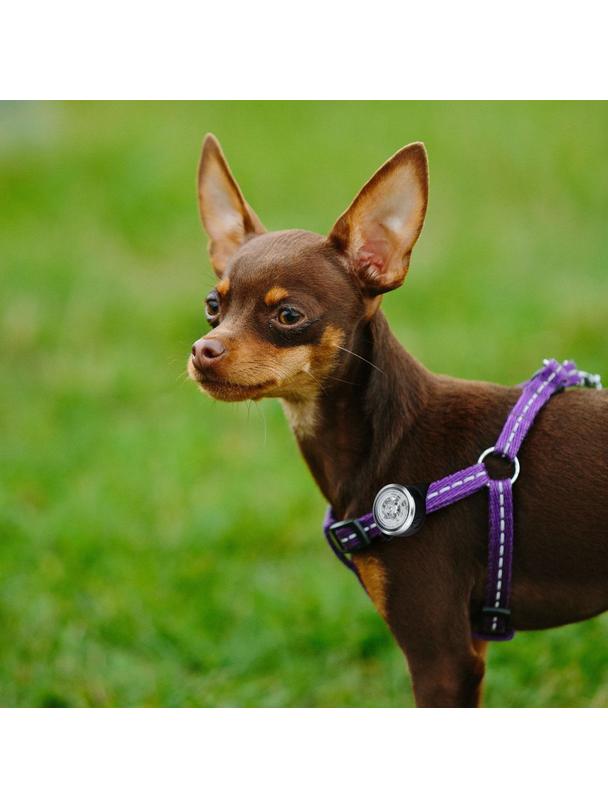 Lampka bezpieczeństwa dla zwierząt UMO21003A